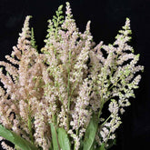 FreshCut Astilbe