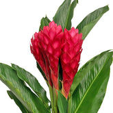 FRESHCUT Ginger (Zingiber Officinale)