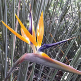 Strelitzia Juncea 極楽鳥 ゴクラクチョウカ属 Bird of Paradise (JAPAN)