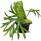 Platycerium Mt Kitshakood (Staghorn Fern)