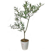 Olive Tree 橄榄 オリーブ (JAPAN)
