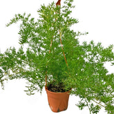 Sprenger Asparagus Fern (Asparagus Aethiopicus)