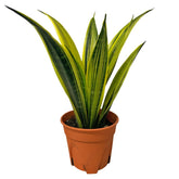Sansevieria Trifasciata (Gold Flame)