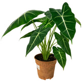 Alocasia Green Velvet 'Frydek' (Alocasia Micholitziana)