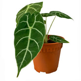 Alocasia Watsoniana 'Ripple'