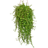 Plectranthus Prostratus Gürke (Pillow Plant)