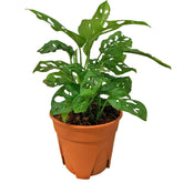 Monstera Adansonii
