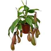 Nepenthes (Hanging Asian Pitcher Plant)