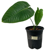 Anthurium Veitchii