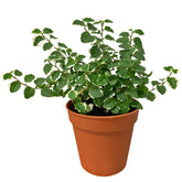 Ficus Pumila 'White Sunny' Variegata