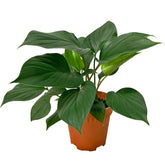 Homalomena Green Gem