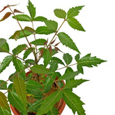 Neem Plant (Azadirachta indica)