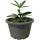 Licuala Mattanensis Becc 'Mapu' (Paradise Palm)