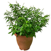 Desmodium Caudatum (Buak Chao 抹草 Pokok Buak Pantang)