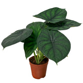 Alocasia Baginda 'Dragon Scale'