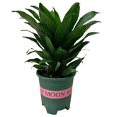 Dracaena Compacta