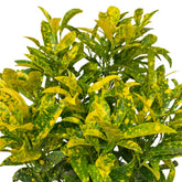 Croton Dust Gold (Codiaeum Variegatum)