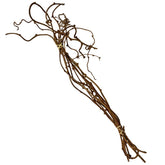Kiwi Vine