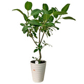 Ficus Altissima (JAPAN)