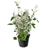 Alternanthera Ficoidea 'Snow in the Mountain'