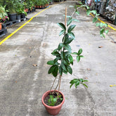Garlic Vine 大蒜藤 (Mansoa Hymenaea)