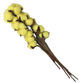 Preserved DYED Cotton Flower (Gossypium Hirsutum)