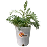 Dusty Miller 'Silver Lace' (Artemisia Stelleriana)