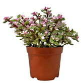 Crassula Marginata 景天树 Jade Plant