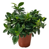 Gardenia Jasminoides (Cape Jasmine)