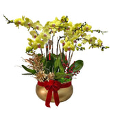 CNY Phalaenopsis 蘭花 Orchid Centrepiece (3676) Candy Floriculture