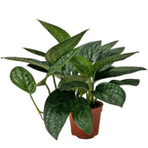Monstera Karstenianum (Monstera Peru)