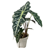 Alocasia Amazonica