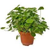 Hydrocotyle Vulgaris (Copper Coin)