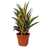 Croton Codiaeum Pudding