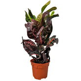 Croton 'Black Thai' (Codiaeum Variegatum)
