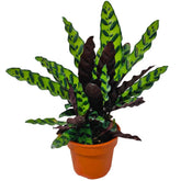 Calathea Lancifolia (Rattlesnake Plant)
