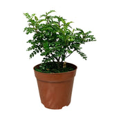 Pistacia Weinmannifolia