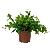 Peperomia Tetragona