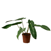 Philodendron Billietiae x Atabapoense