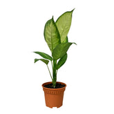 Dieffenbachia Tropic Marianne