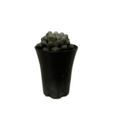 Haworthia Cooperi