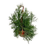 Rhipsalis