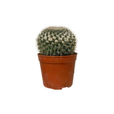 Mammillaria (Old Lady Cactus)