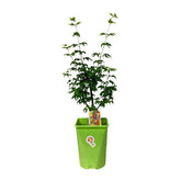 Japanese Shishigashira (Acer Palmatum)