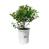 Backhousia Myrtifolia (JAPAN)