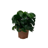 Tornado Dracaena