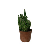 Fairy Castle Cactus (Cereus Tetragonus)