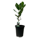 Madagascar Olive (Noronhia Emarginata)