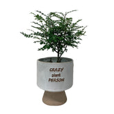 Pistacia Weinmannifolia on Crazy Plant Person Ceramic Pot