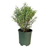 Ficus Benjamina Variegata